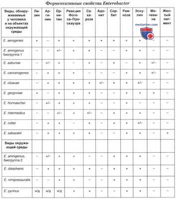Род условно-патогенных энтеробактер (Enterobacter)