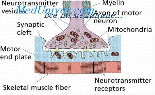 оценка токсичности