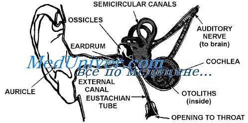 вестибулярные реакции шейного остеохондроза