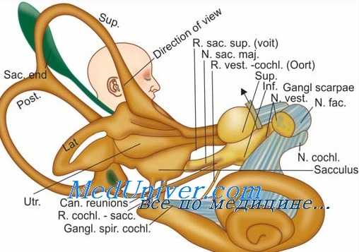 сплетение позвоночной артерии