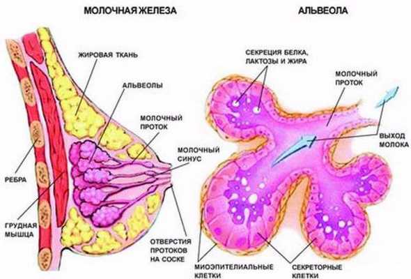 Строение молочной железы