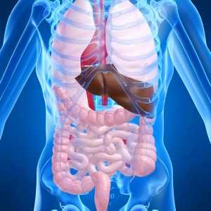 Брюшная полость