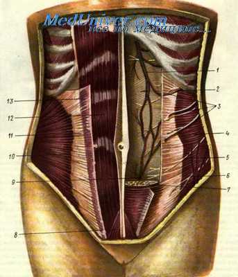 передняя брюшная стенка