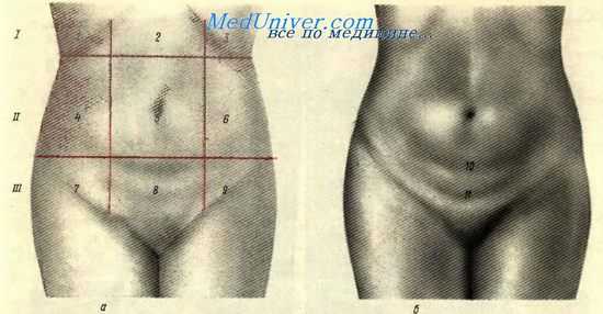 передняя брюшная стенка