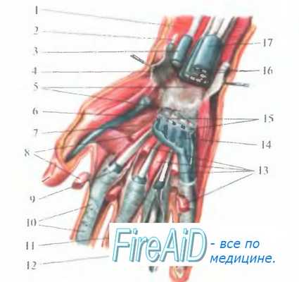 Подапоневротическое пространство ладони. Стенки подапоневротического пространства. Сосуды и нервы левой кисти