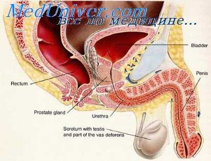 нормальное мочеиспускание