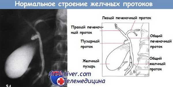Нормальное строение желчных протоков