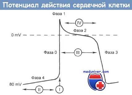 Потенциал действия клетки сердца
