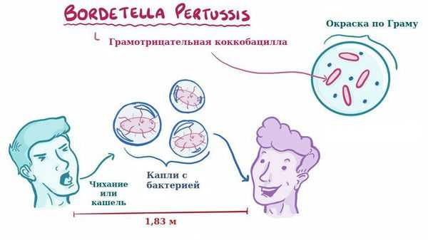 Воздушно-капельный путь передачи коклюша
