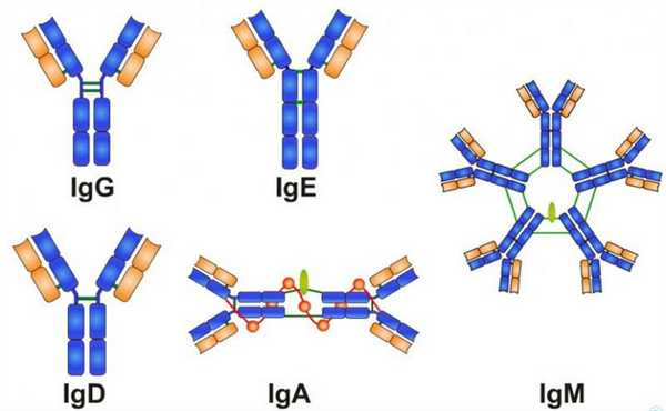 Иммуноглобулины