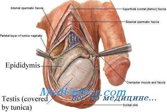 эпидидимальная обструкция