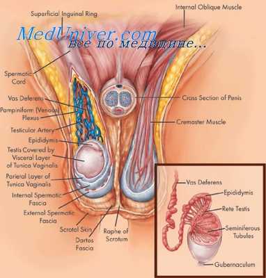 эпидидимальная обструкция