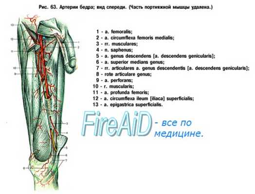 Артерия нижних конечностей