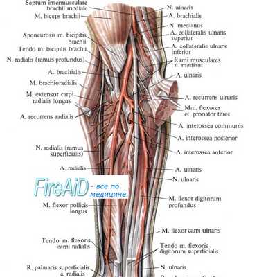 Нервы предплечья
