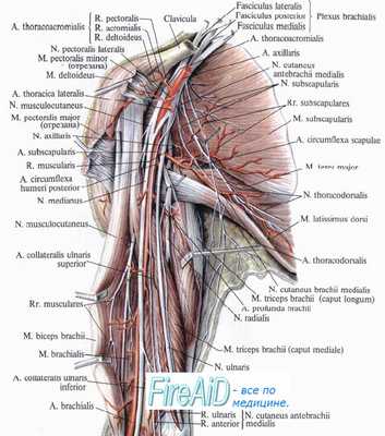 Нервы плеча