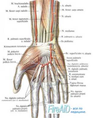 Анатомия локтевого нерва на запястье и кисти