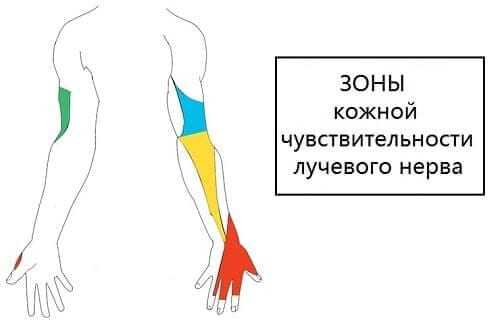 Участки чувствительности веточек лучевого нерва