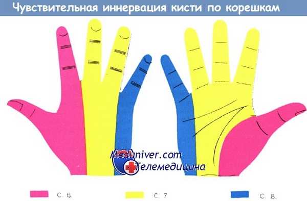 Чувствительная иннервация кисти