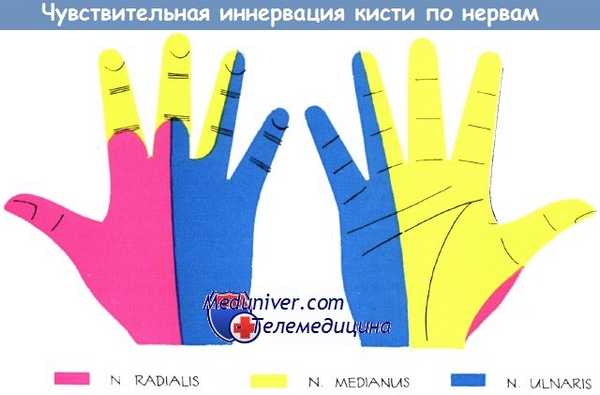 Чувствительная иннервация кисти