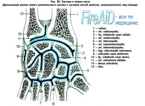 Суставы кисти