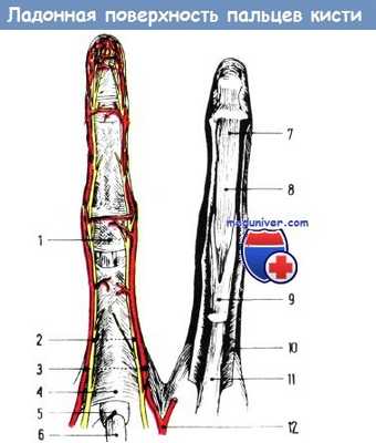 Элементы ладонной поверхности пальцев кисти