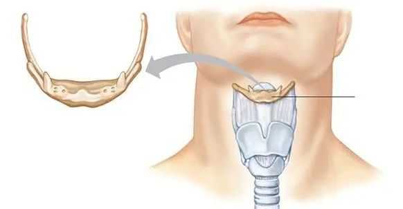Подъязычная кость