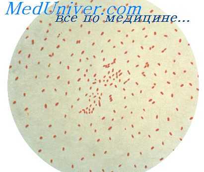 возбудитель коклюша