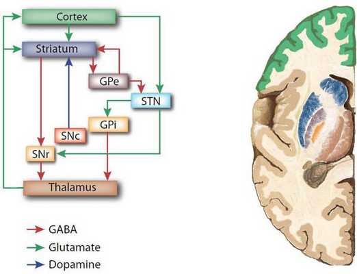 Связь коры головного мозга с базальными ганглиями