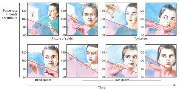 Психотерапевтическое устранение фобии