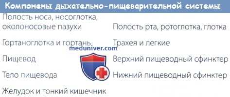 Компоненты дыхательно-пищеварительной системы
