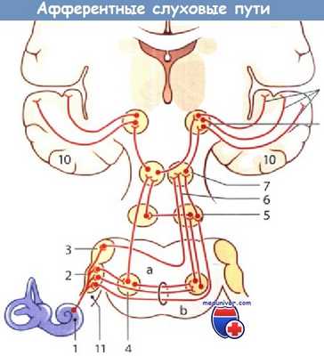 Афферентные слуховые пути