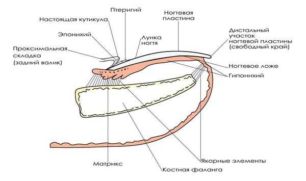 Схема строения ногтя