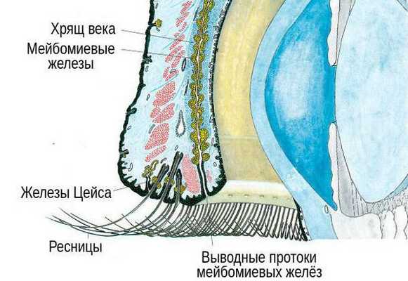 Меймобиевы и и цейсовские железы