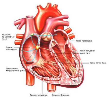 Проводящая система сердца