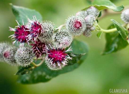 Маска для волос с репейным маслом и коньяком