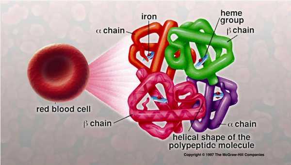 Строение гемоглобина
