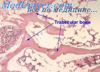 радиоактивные вещества