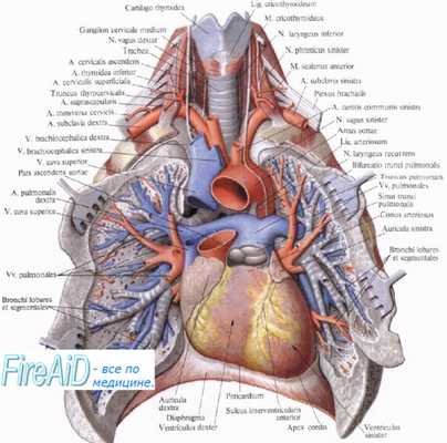 легочные вены, верхняя полая вена