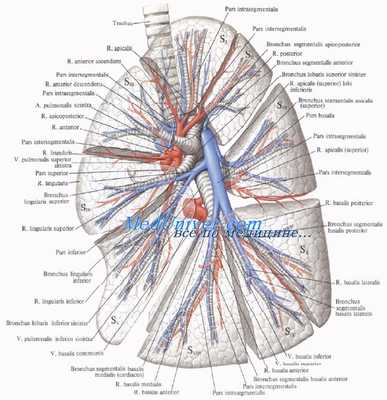 Элементы корня левого легкого - сосуды, бронхи