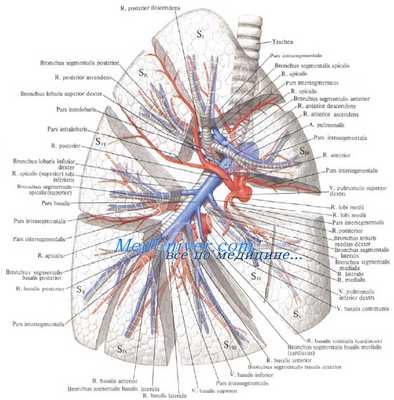 Элементы корня правого легкого - сосуды, бронхи