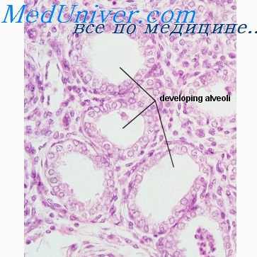 легочные вены