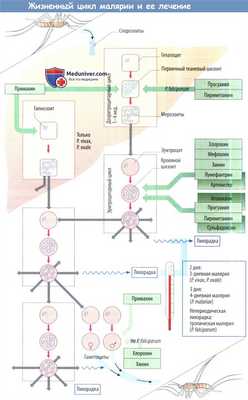 Жизненный цикл малярии и ее лечение