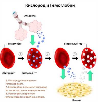 Кислород и гемоглобин.jpg