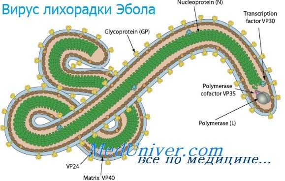 вирус лихорадки Эбола