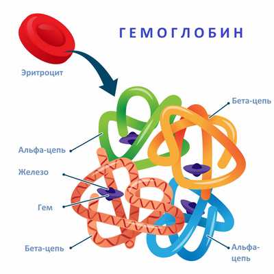 Эритроцит.jpg