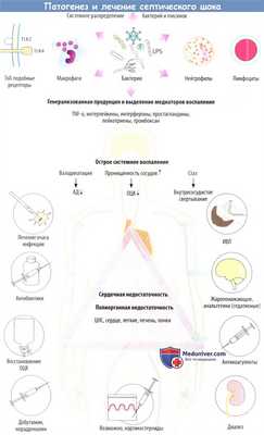 Патогенез и лечение септического шока