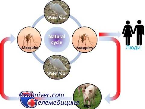 эпидемиология японского энцефалита