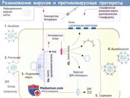 Размножение вирусов и механизм действия противовирусных препаратов