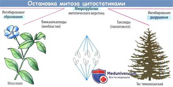 Остановка митоза цитостатиками