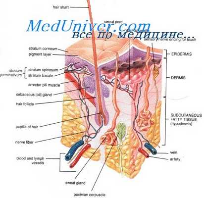 физиология кожи